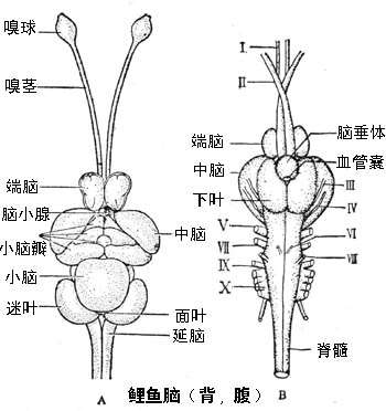 鱼脑什么样子图片图片