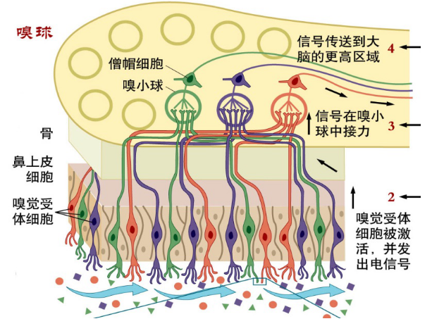 耳道冲洗后头晕恶心的原理是什么_头晕恶心吃什么药图片