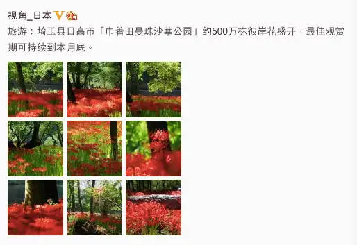 节气手帖 秋分 从石蒜到彼岸花 知乎