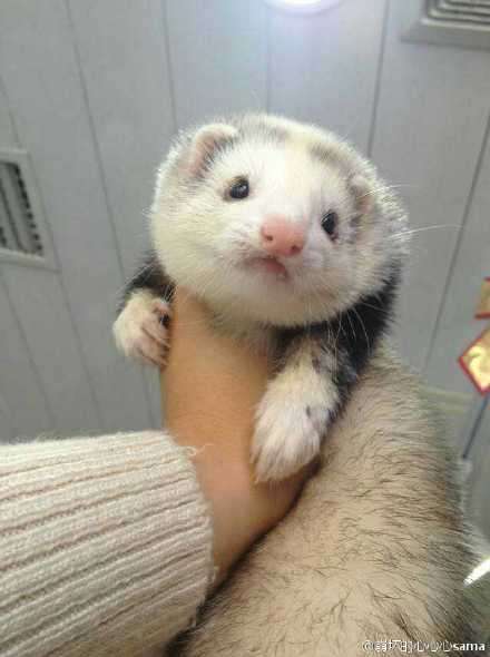 宠物貂适合家养吗