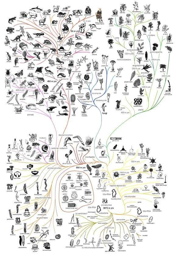 人的手指为什么是5根,有什么进化学意义吗?