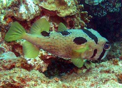 大斑刺鲀( diodon liturosus),英文名black-blotched porcupinefish
