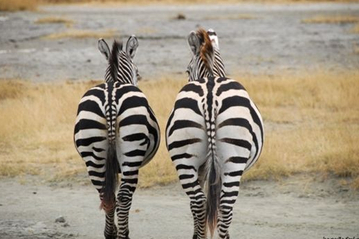 为什么生物从单细胞进化到现在所有动物几乎都是左右对称的