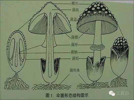 缅甸农民育菇减贫
