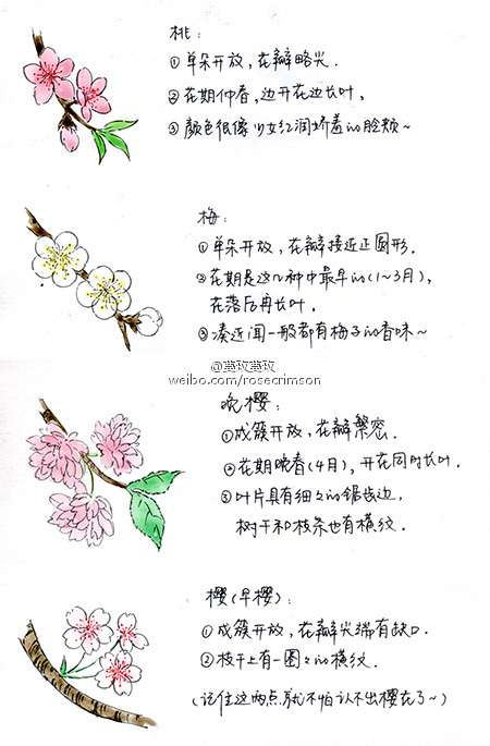 樱花梅花桃花区别图片