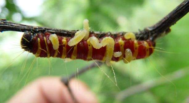 寄生蜂幼虫可以控制宿主吗?可以的话原理是什么?