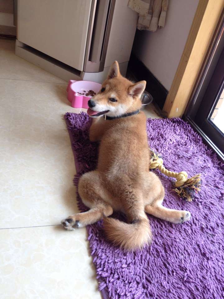 养一只柴犬是一种什么样的体验