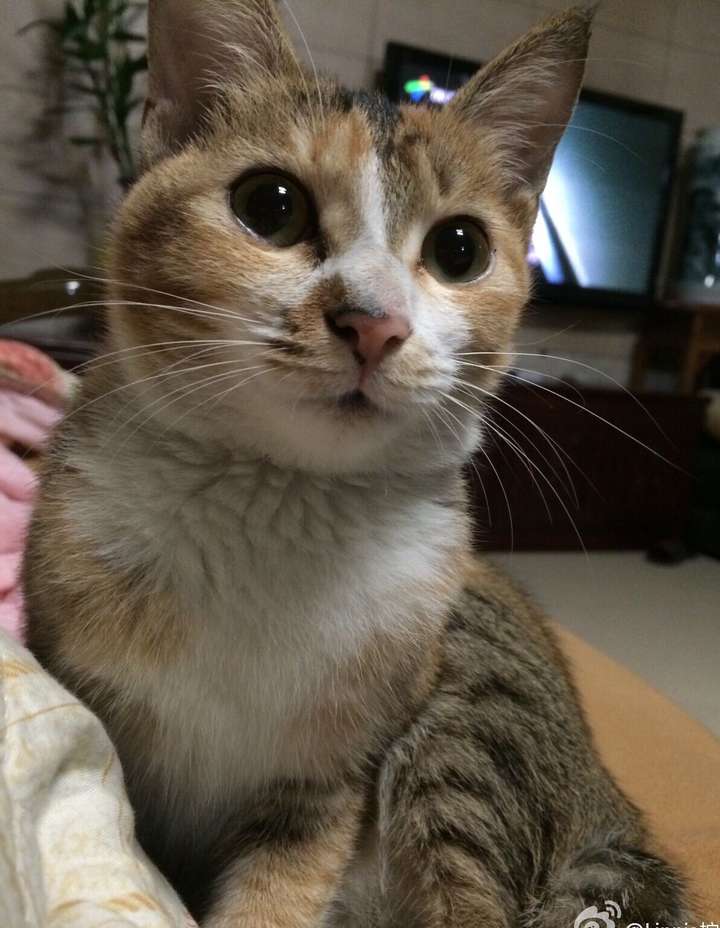 品种:中国短毛尖耳卷尾猫(家猫 )