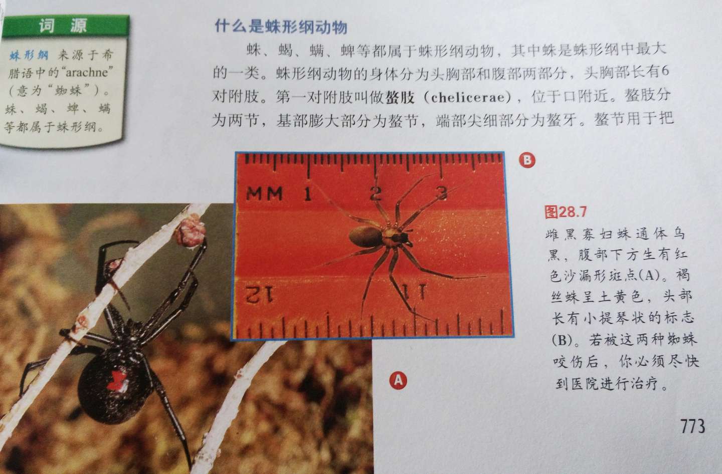 中国的黑寡妇 蜘蛛目araneae 球蛛科theridiidae 寇蛛属latrodectus 知乎