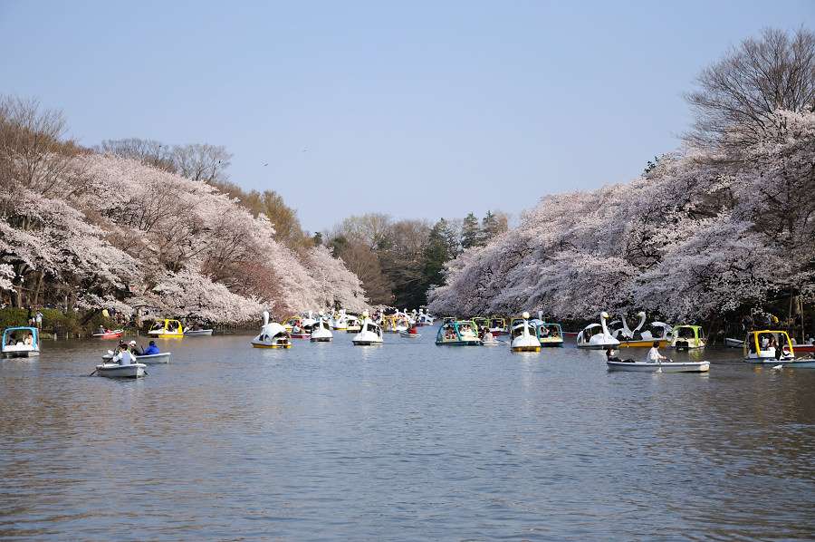 井之头公园碎尸案 知乎 井之头公园碎尸案 知乎