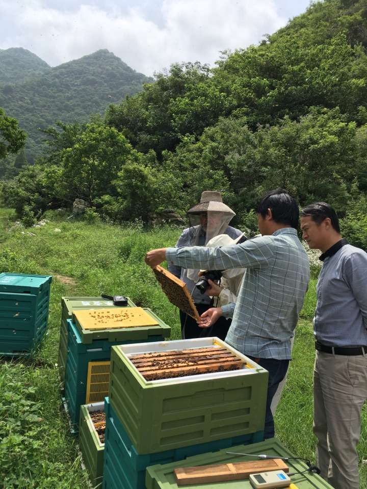 职业养蜂人金松图片