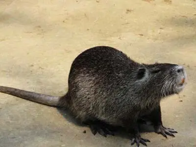 河狸河狸和海狸鼠的鉴别主要是它们的尾巴,如下图,河狸的尾巴扁平呈桨