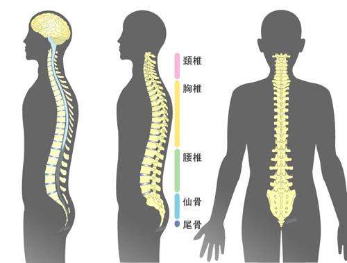 后背脊椎骨照片的图片图片