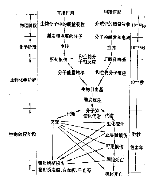 核辐射是怎样影响人的身体