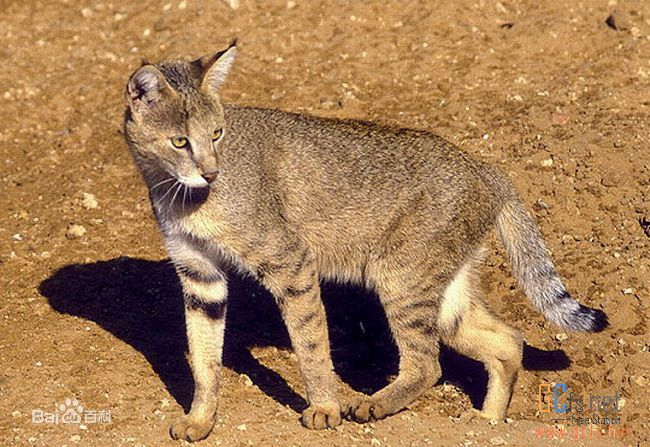 如果真的打起来,狗能打过猫的吧?