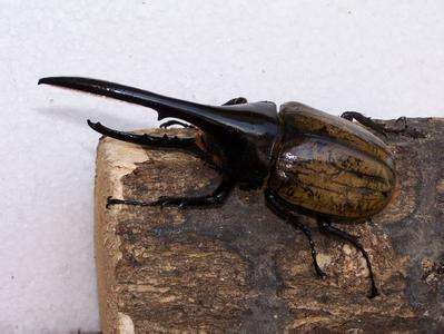 独角大仙,我最喜欢的昆虫,没有之一