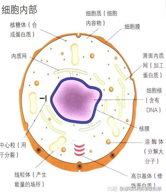 细胞营养是如何让身体健康的 知乎