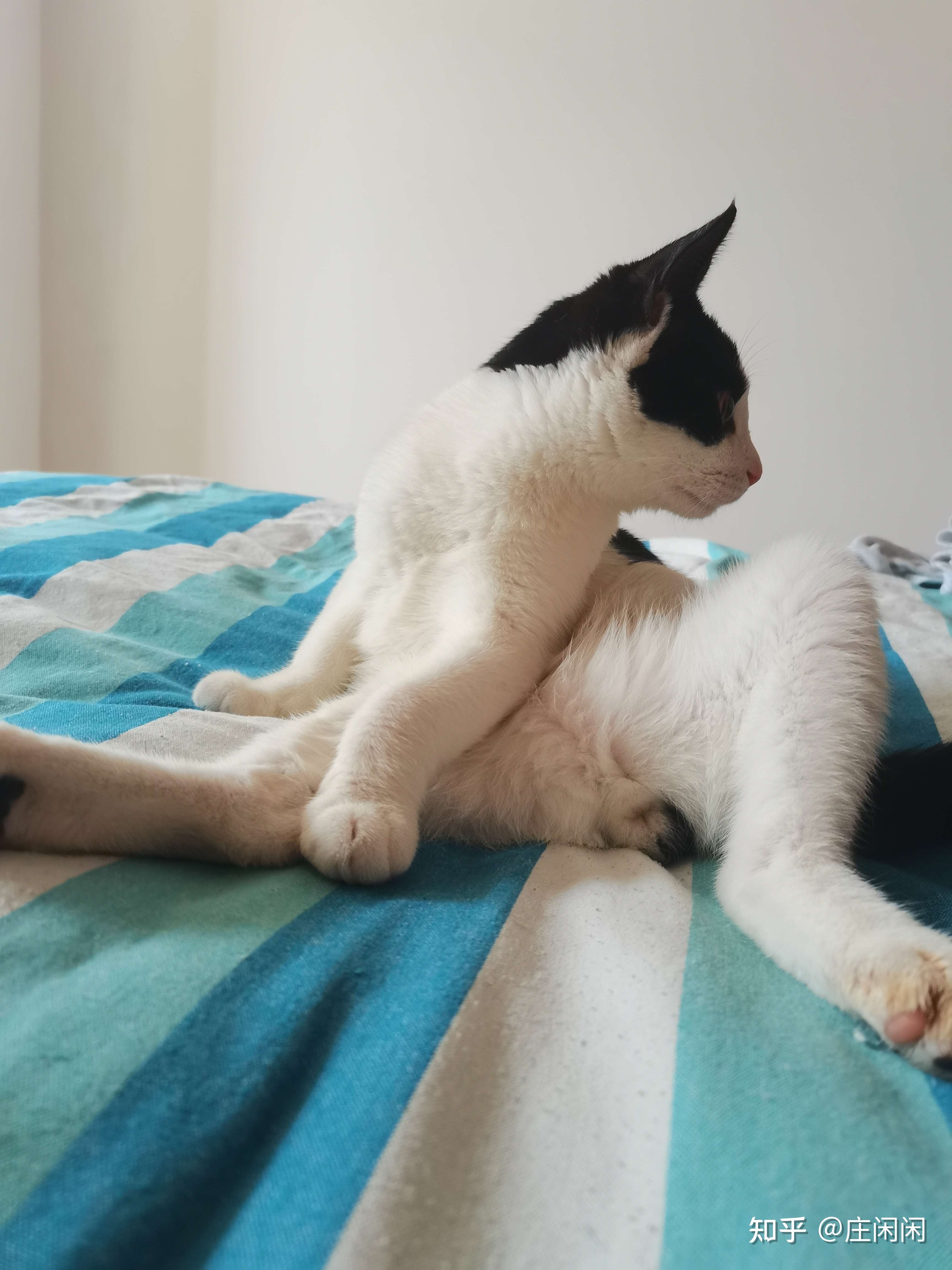 庄闲闲 的想法: 见过这么妖娆的坐姿吗?我家的小默默真是… - 知乎