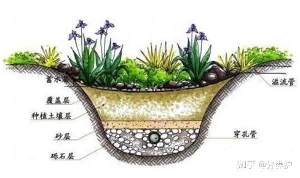 雨水花园 颜值和实力并行的绿地景观 知乎