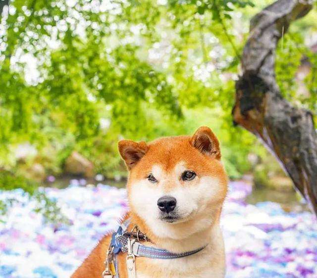 100张柴犬与花的合照 治愈的笑容圈粉人 知乎