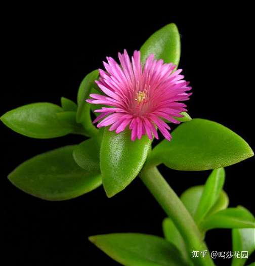 心叶日中花 我是一枚肉肉 别把我当成中草药 知乎