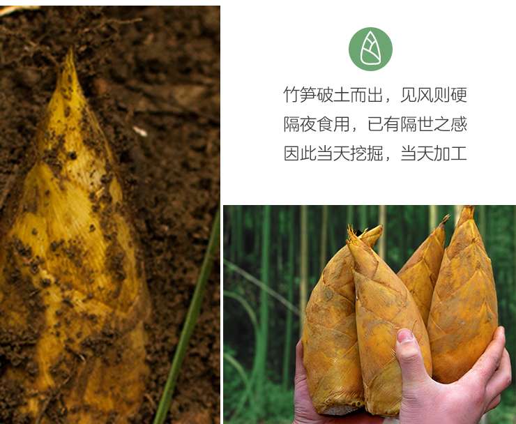 小科普 你爱吃的竹笋竟然有这么多品种 知乎