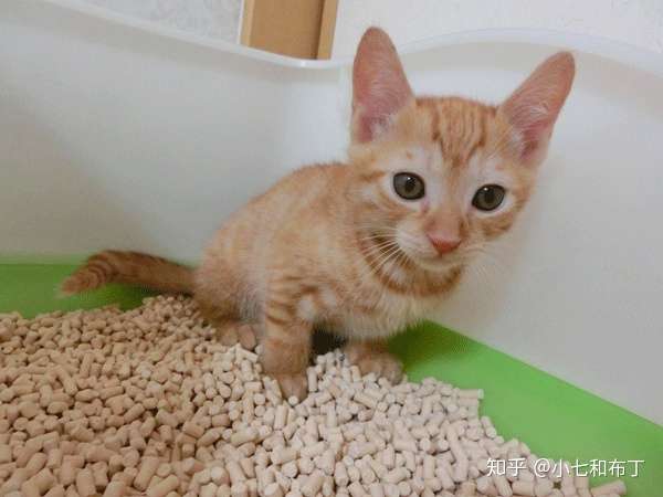 猫咪大便 小便的检查指南 重要 知乎