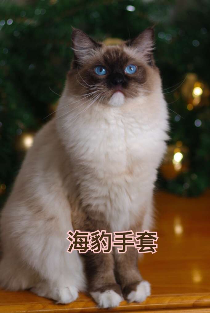 布偶猫花色图解 知乎