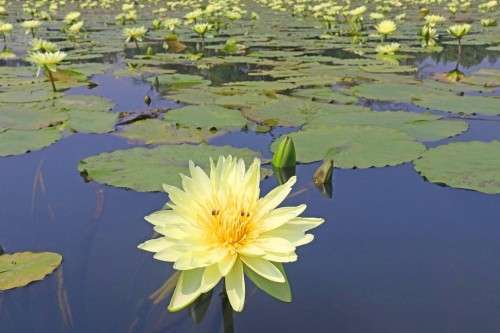 用天然 喝护你的美 九馥香水莲花茶 知乎