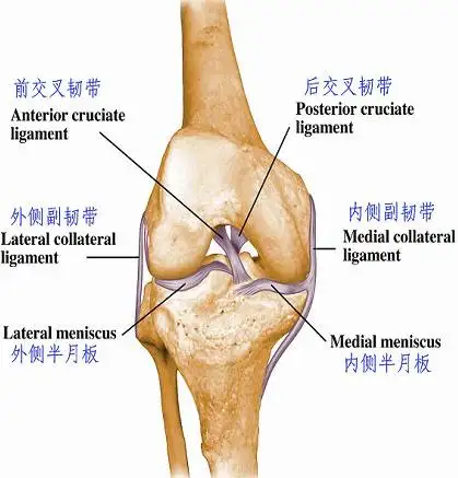 knee:杠杆征-前交叉韧带断裂诊断的新方法,敏感度接近100 知乎