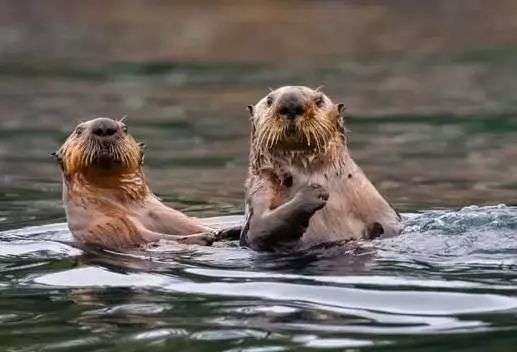 催人泪下，为之震撼的三个真实故事.....