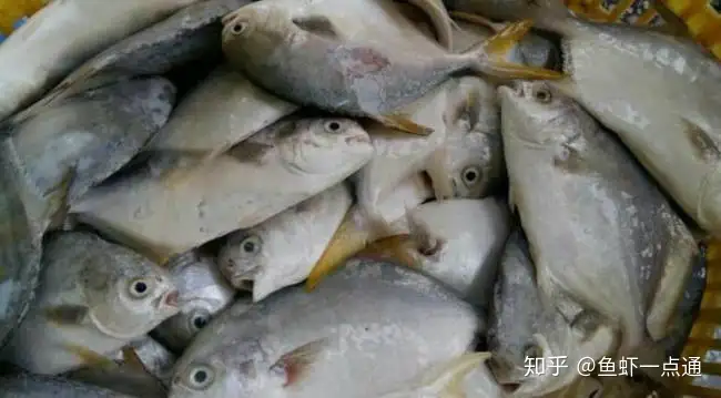 小瓜虫一直是养鱼噩梦 海水小瓜虫 同样难以治疗 如何进行防控 知乎