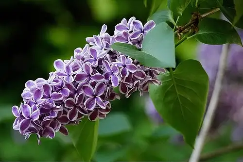 6月中旬诞生花 知乎