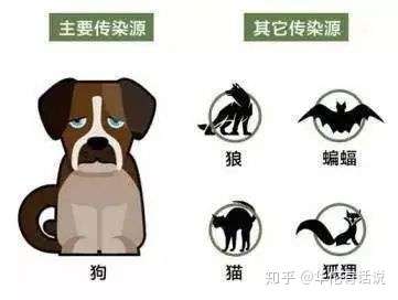 網紅疫苗知多少第三彈狂犬病毒疫苗