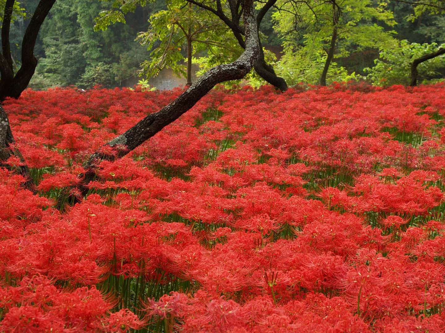 彼岸花与曼珠沙华 花叶永不相见的悲情究竟是什么 知乎