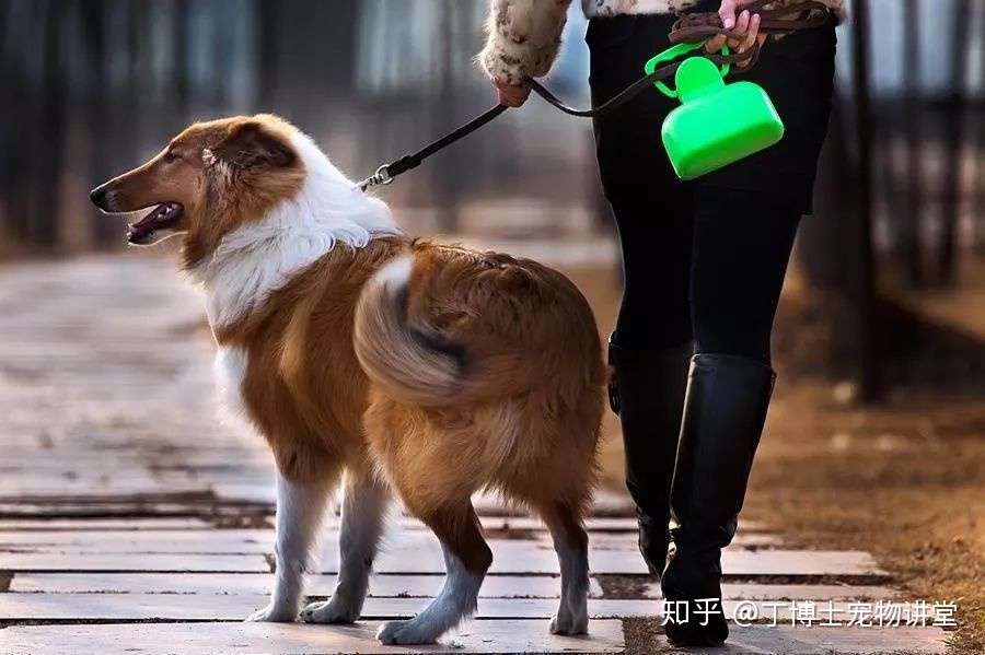 标准犬舍的日常卫生维护和犬舍狗的饲养管理须知 知乎