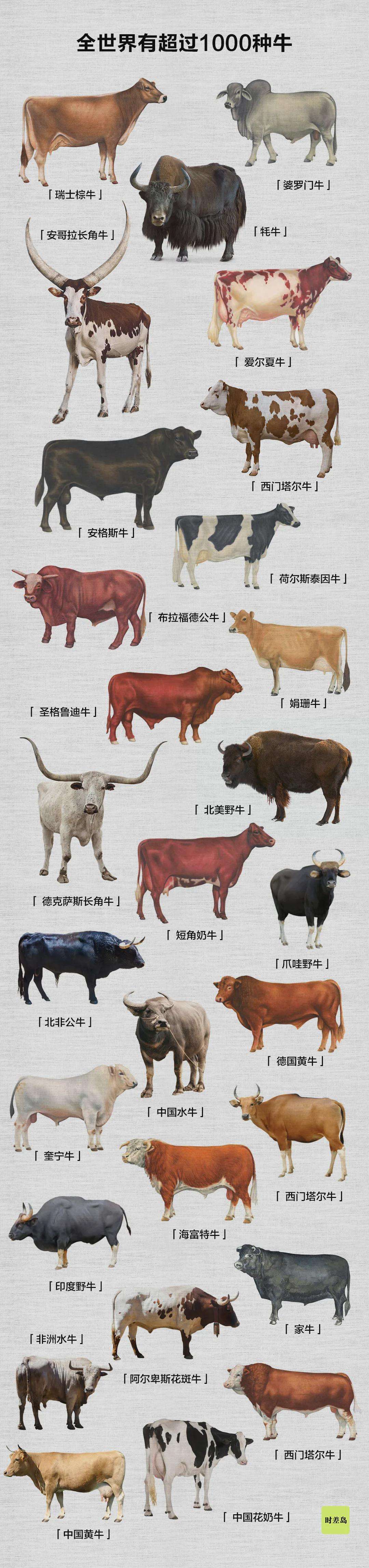 世界牛 中国牛 知乎 世界牛 中国牛 知乎