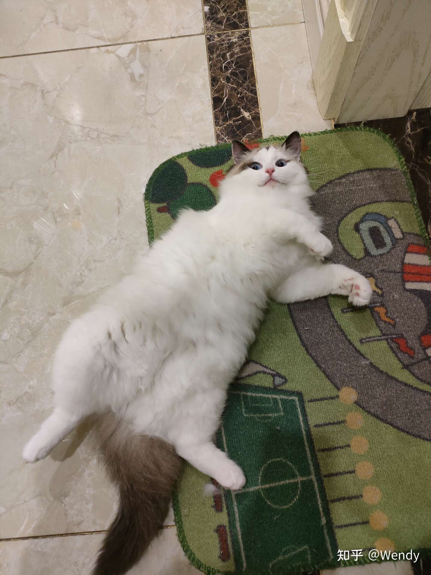 猫肺水肿和急性肾衰治疗记录 知乎