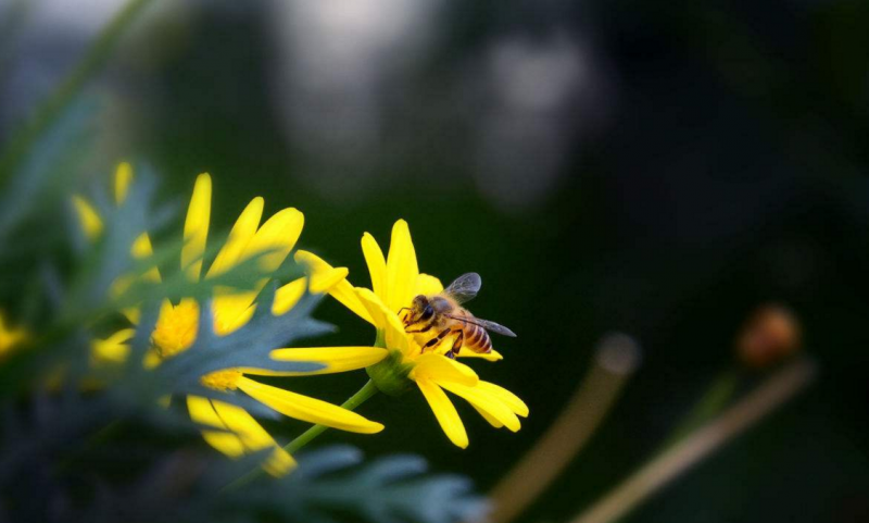一蜂一世界 一花一天堂 一篇文章带你走进蜜蜂的世界 知乎