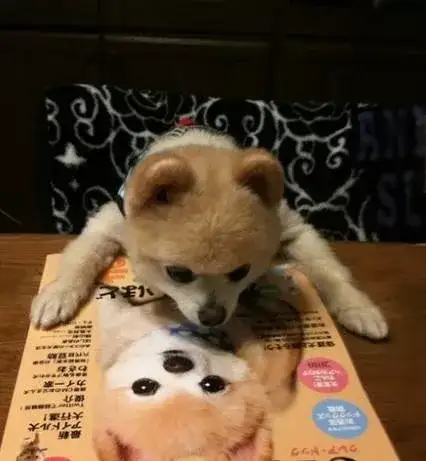 每日一宠博美犬 知乎