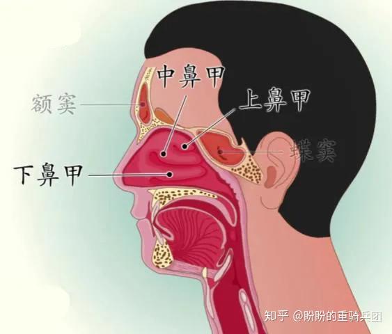 鼻背在哪个位置图片图片