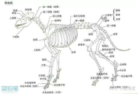 犬科動物繪製教程狼與狗的畫法