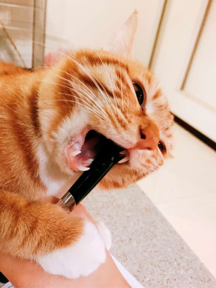 会伤到我为标准感觉,给他洗澡吹风滴耳朵清洗的东西,他就也会超级抓狂