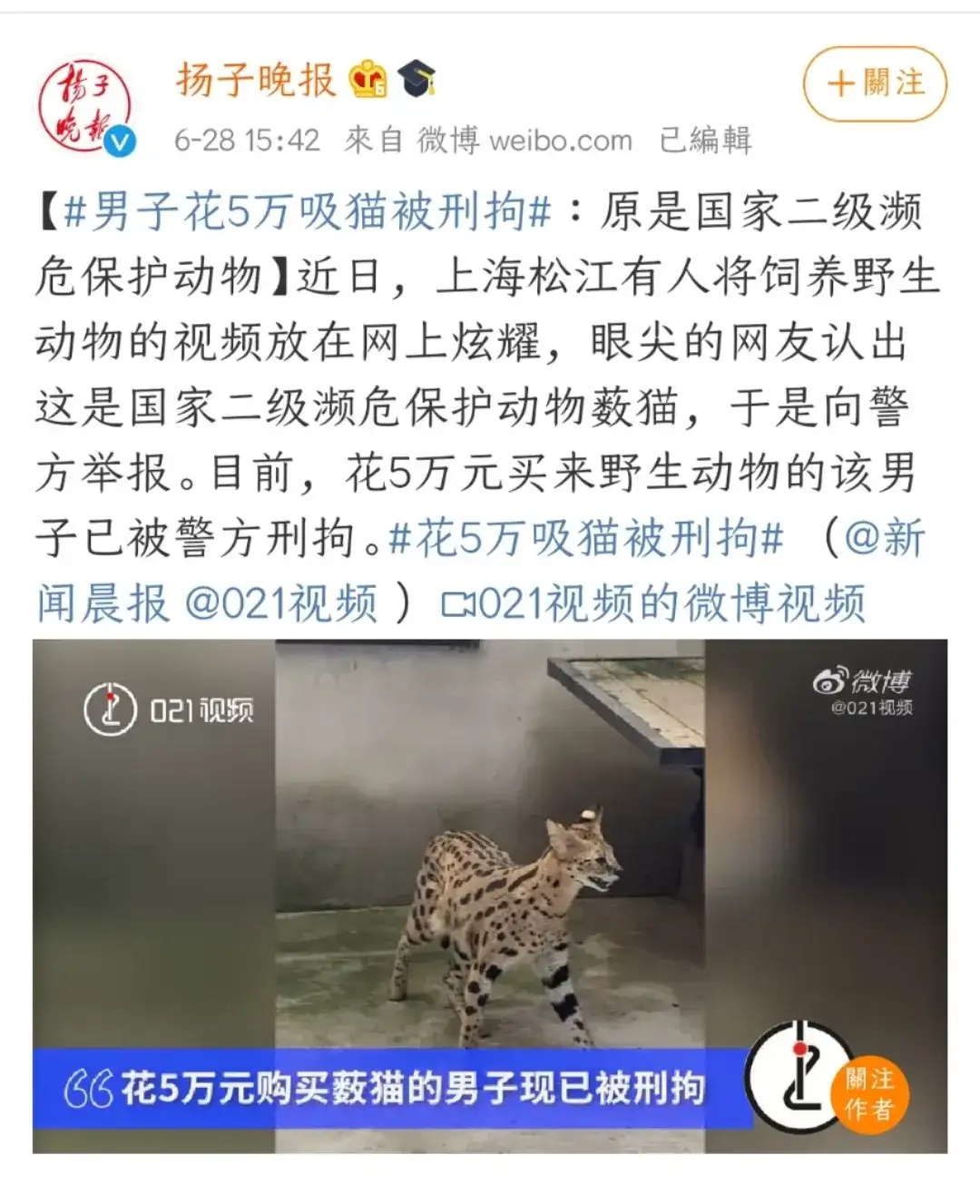 那个养薮猫的人 已经进局子了 知乎