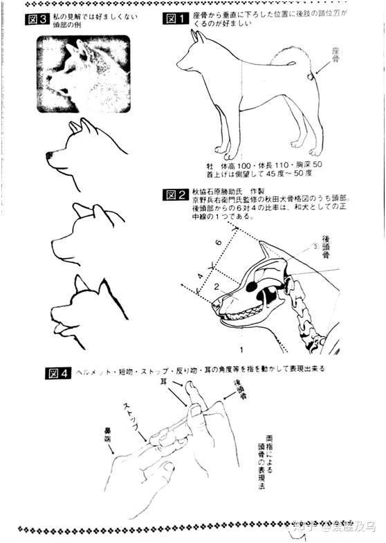 完成期的犬和现代的犬 知乎