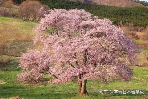 日本樱花种类居然这么多 知乎