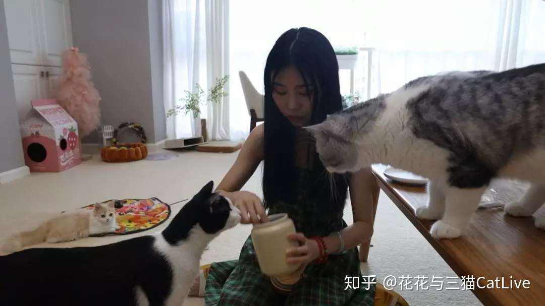 猫咪吃虫瘿果和吃猫薄荷 效果会有什么区别 知乎
