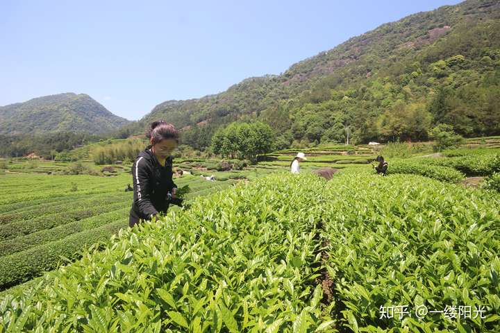 名茶也多如牛毛,西湖龍井,碧螺春,六安瓜片,黃山毛峰,猴魁,竹葉青等等