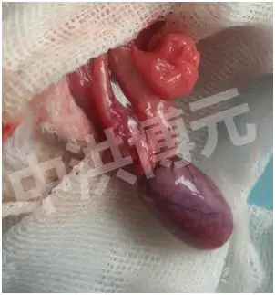 大鼠睾丸缺血再灌注模型