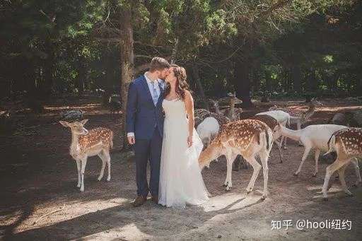 去日本奈良喂小鹿的仙女梦 在纽约就可以实现 知乎